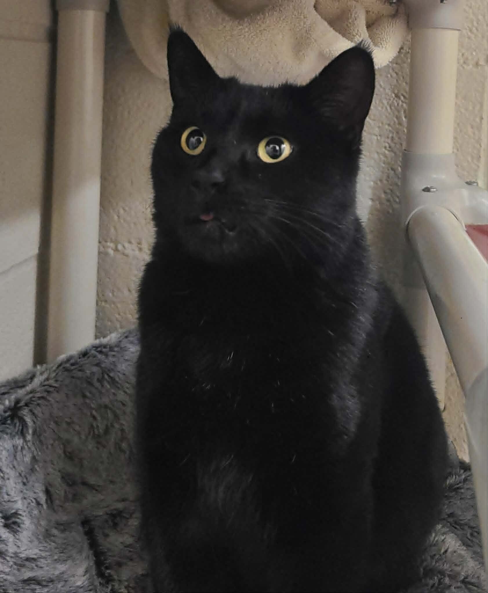 Picture of the Animal Listed